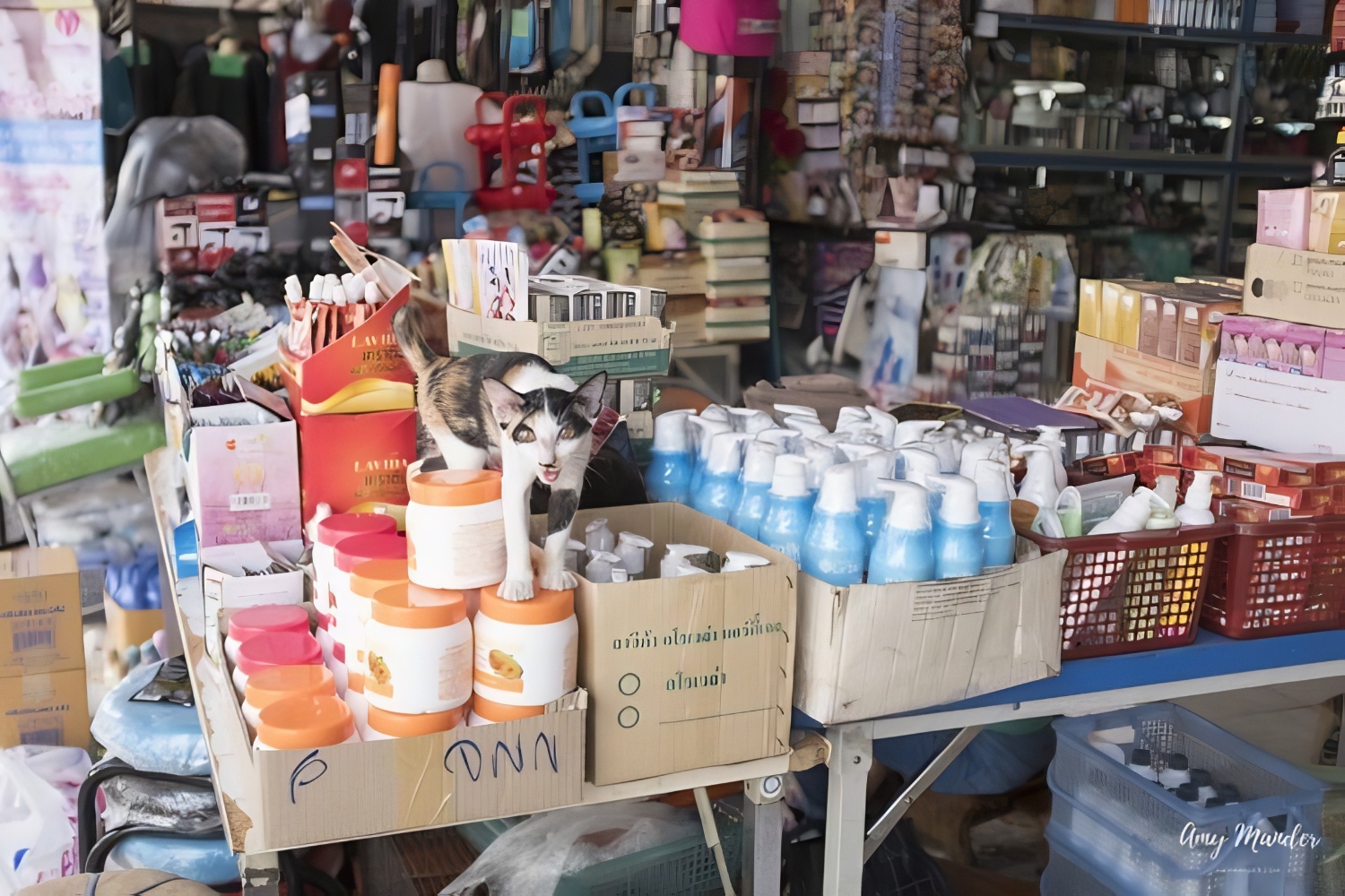 cat in a shop