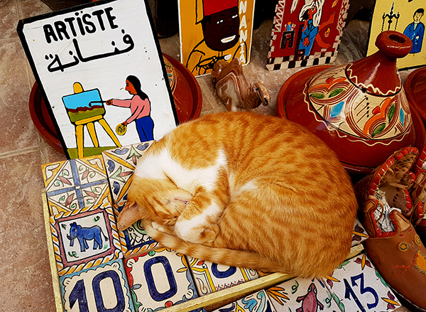 cat sleeping on tiles