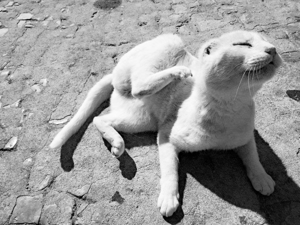 cat with no ears pics