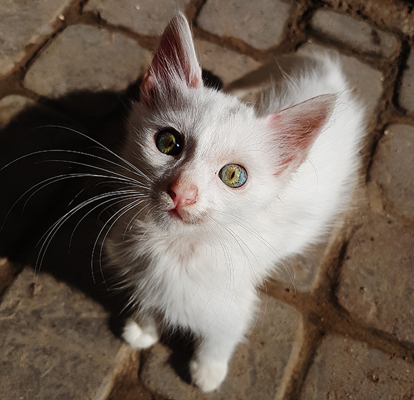 earth eyes kitten