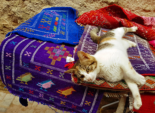 essaouira calendar