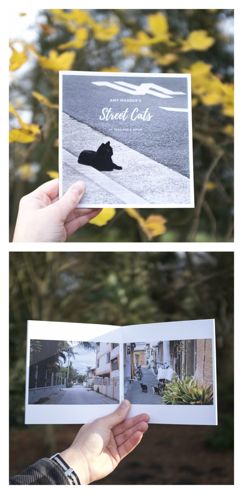 how to help stray animals