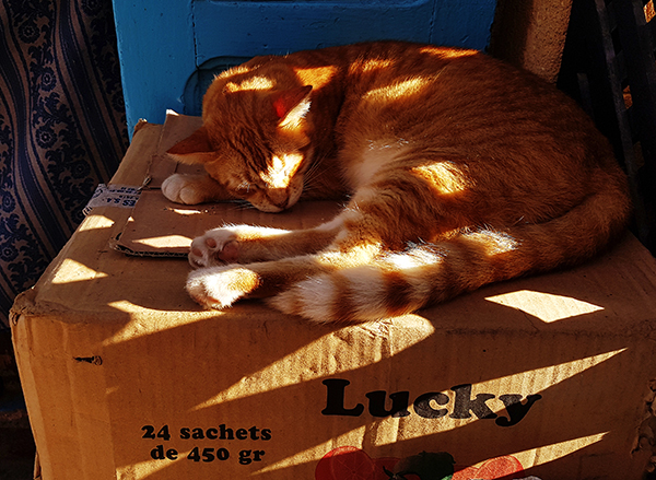 lucky cat