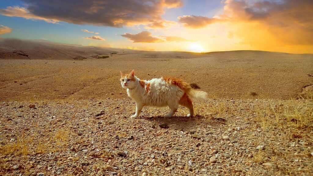 Marrakech cats