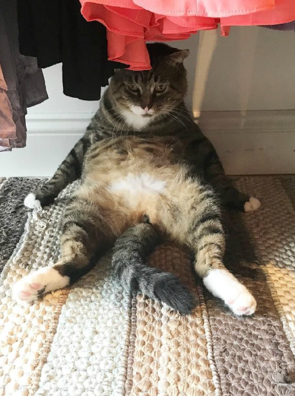 dangerous cat
