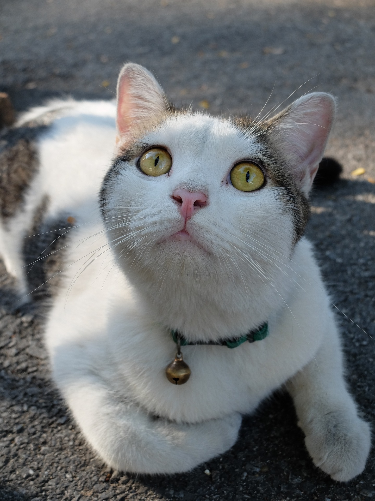 How to help street cats in Asia?