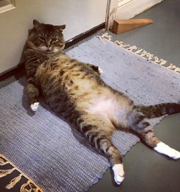 menacing cat