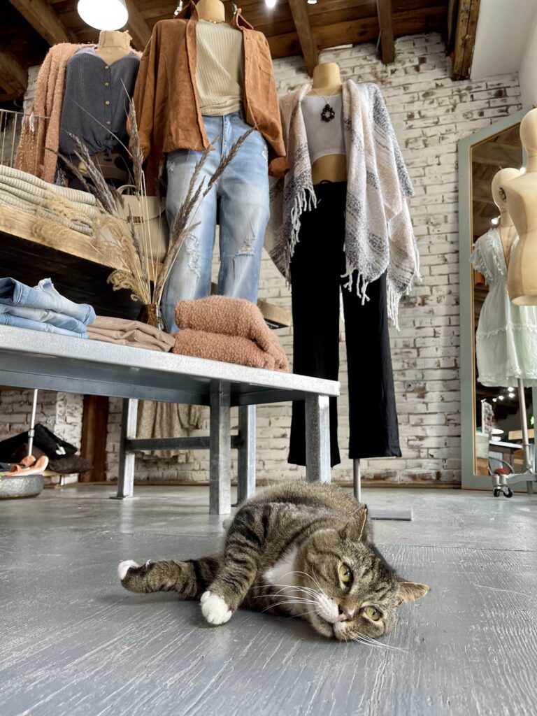 security guard cat