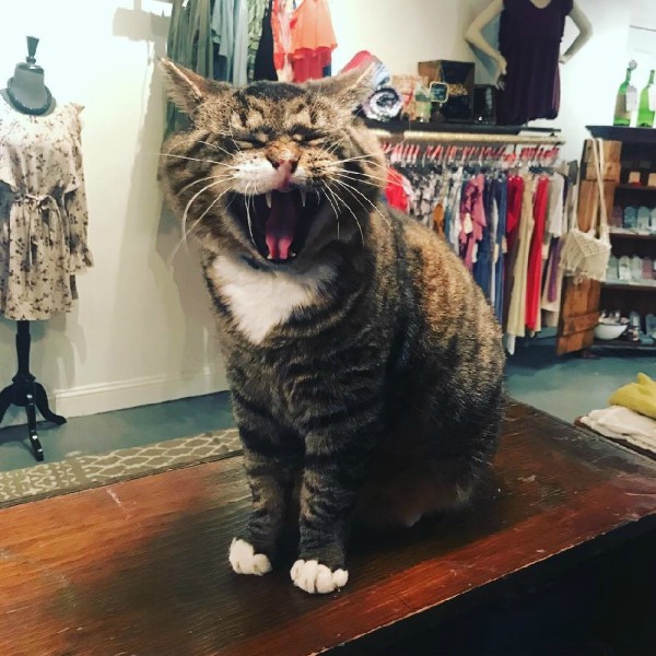 yelling cat