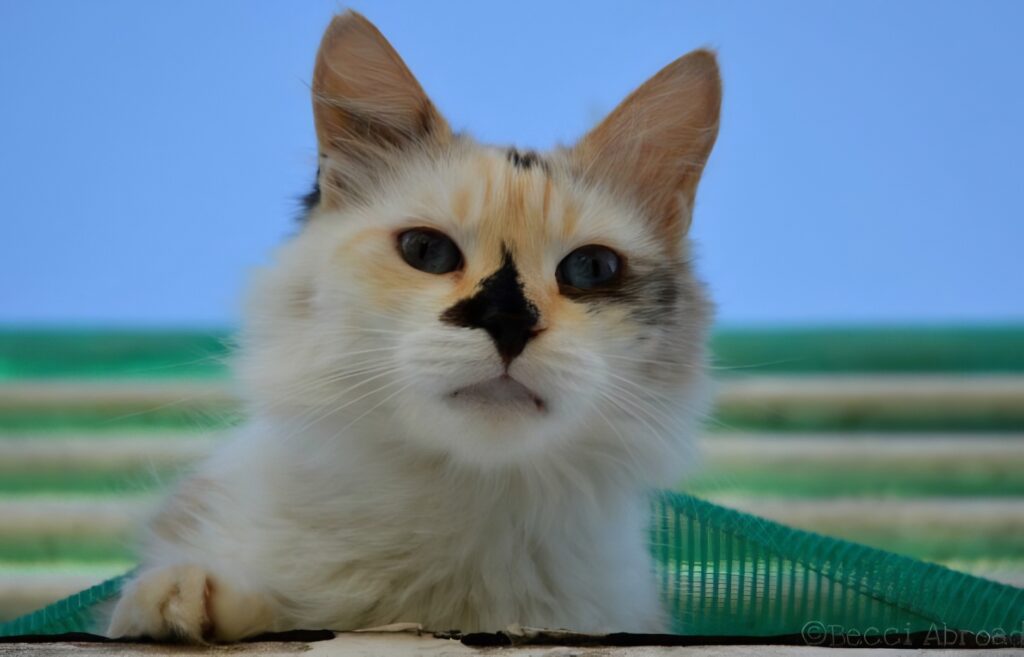 adoption street cat Buenos Aires