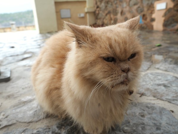 cat in bad shape