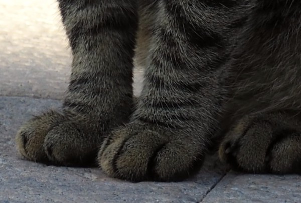 cute cat paws