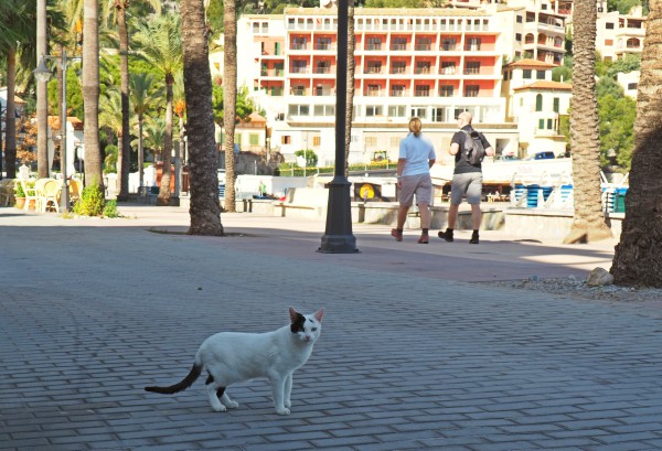gatos mallorca