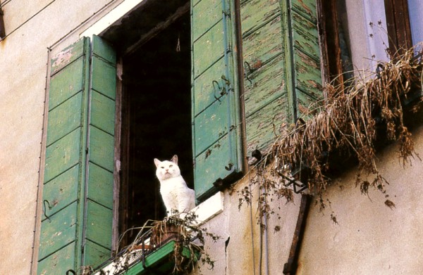 green window shutters