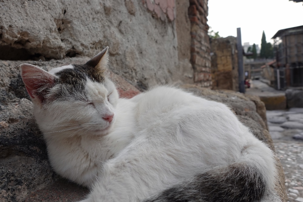 Herculaneum cat