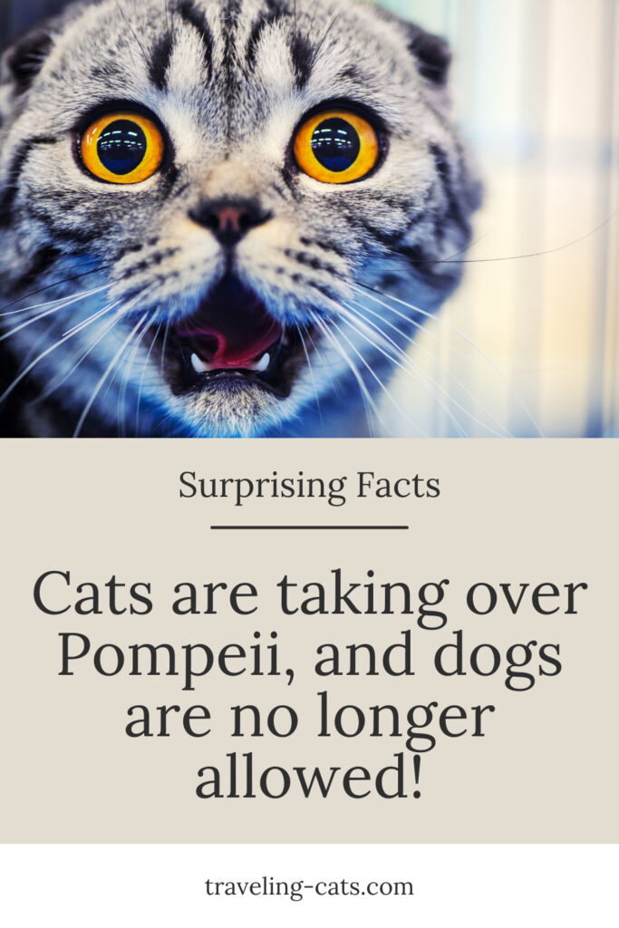 Pompeii animals