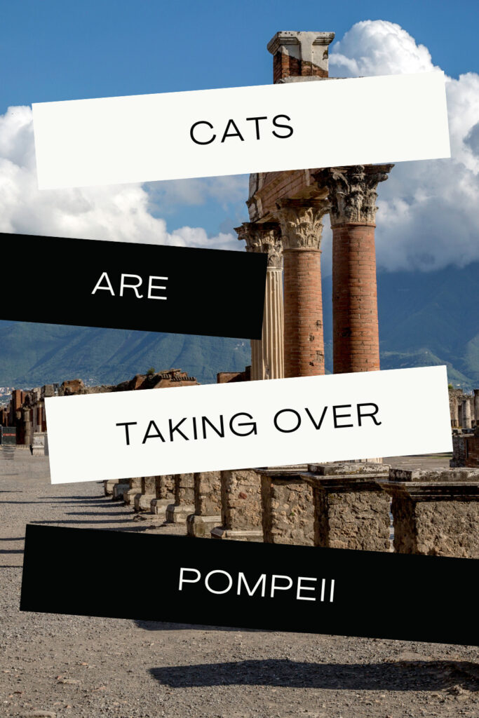 Pompeii cats
