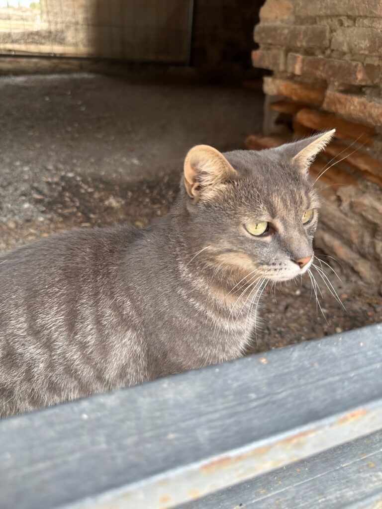 cat near Teatro Grande in Pompeii