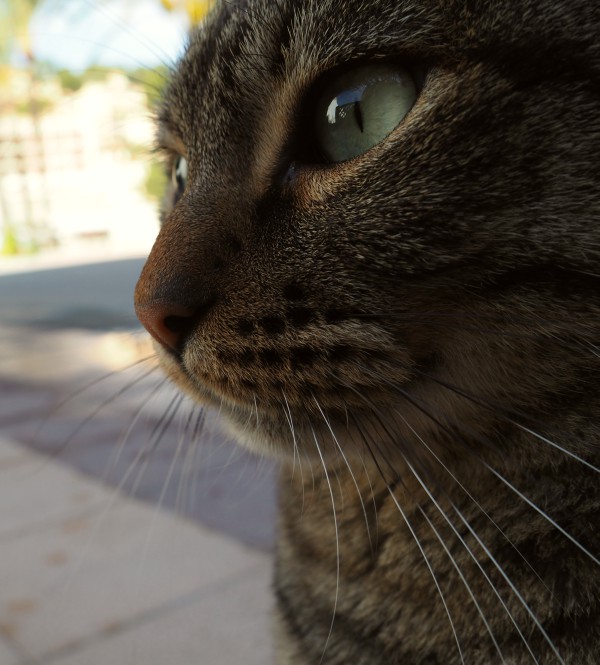 port de soller cats
