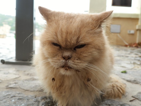 unhealthy stray cat