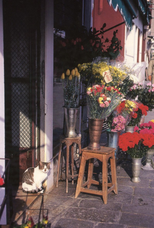 venice flower shop