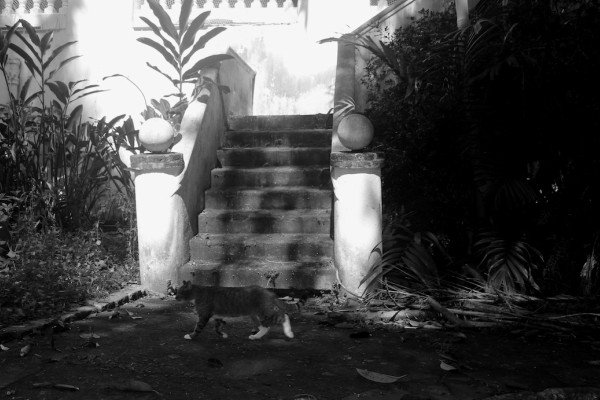 cat at stairs