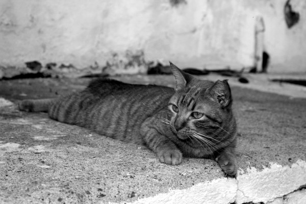 puerto rico hurricane cats