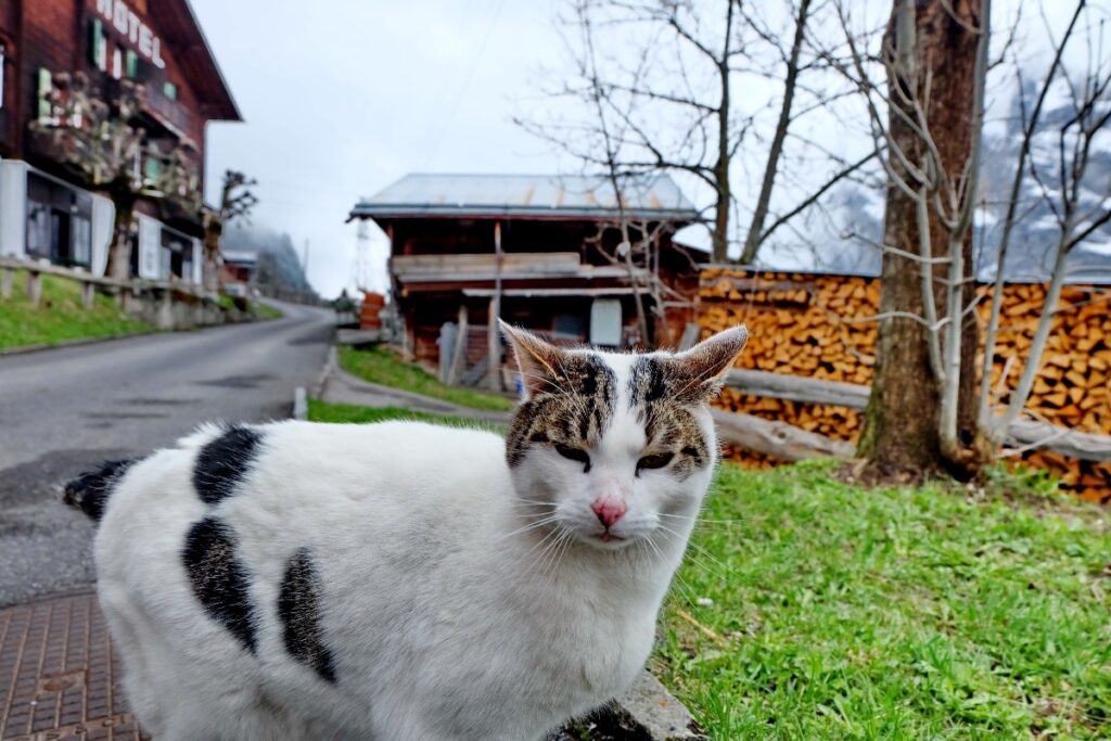 Gimmelwald cat