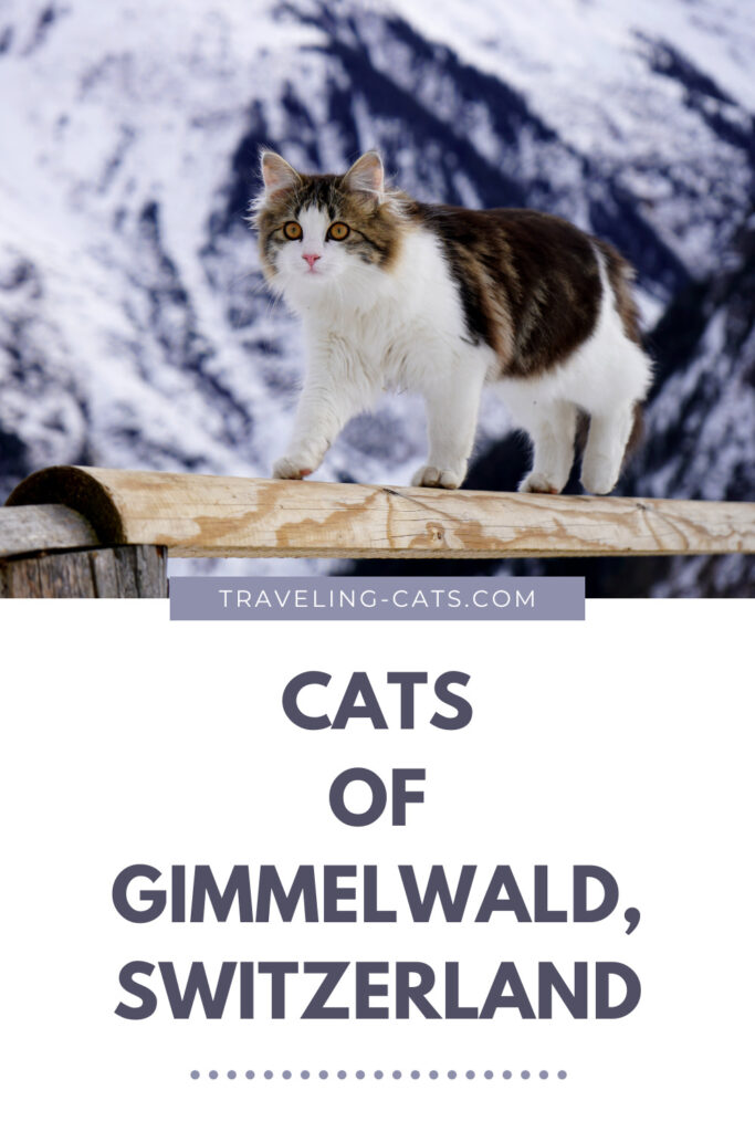 Gimmelwald cats