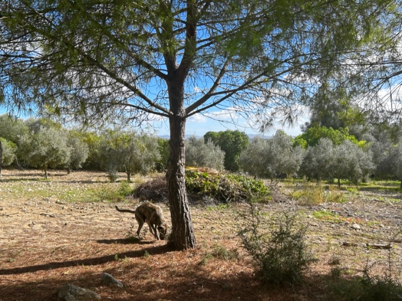 Porreres Mallorca