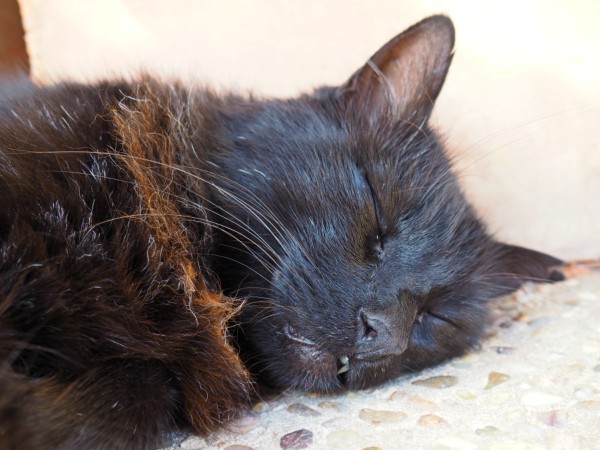 black cat napping