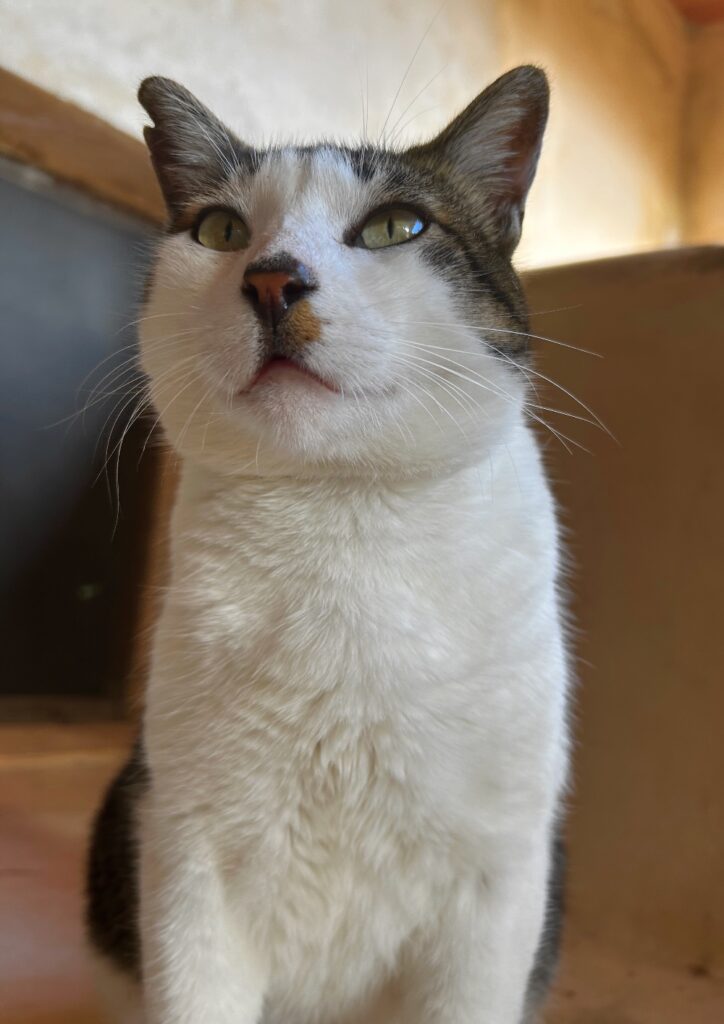 cat Gizmo
