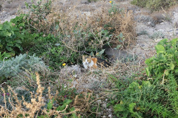 cats hiding in bushes