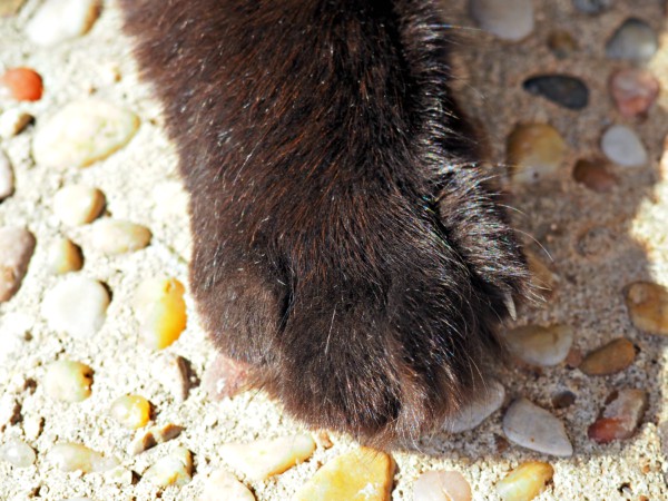 cat paw