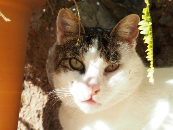 cats Port de Soller