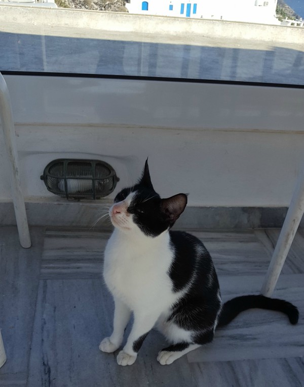 cats santorini