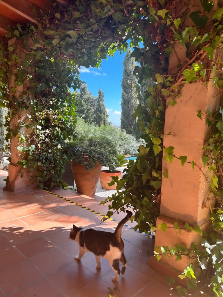 Finca Son Jorbo