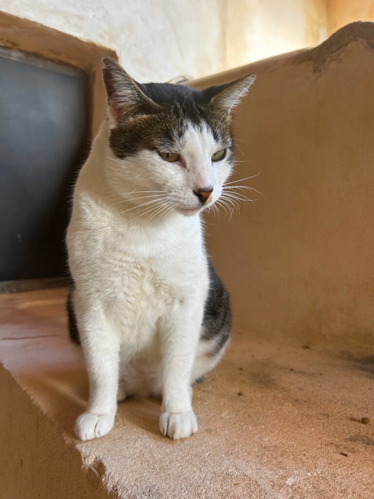Finca Son Jorbo cat