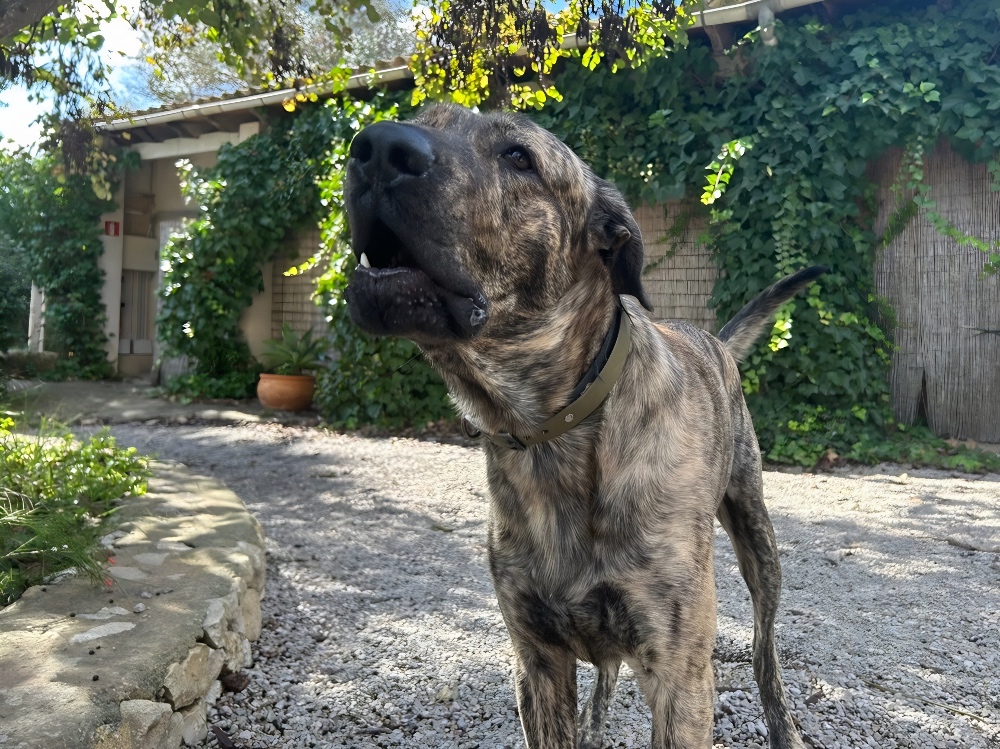 The dog at Finca Son Jorbo