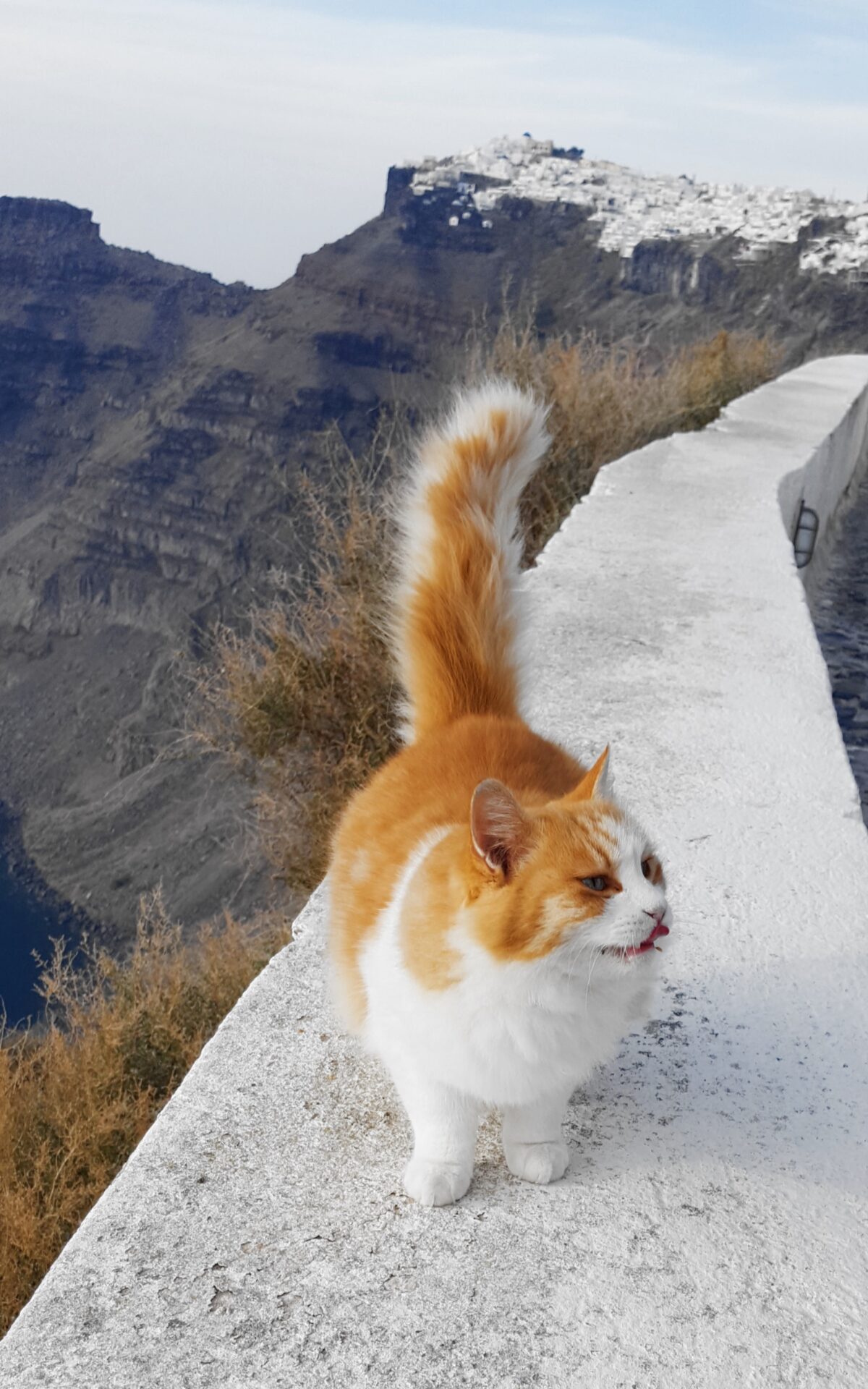 Fira Santorini cats