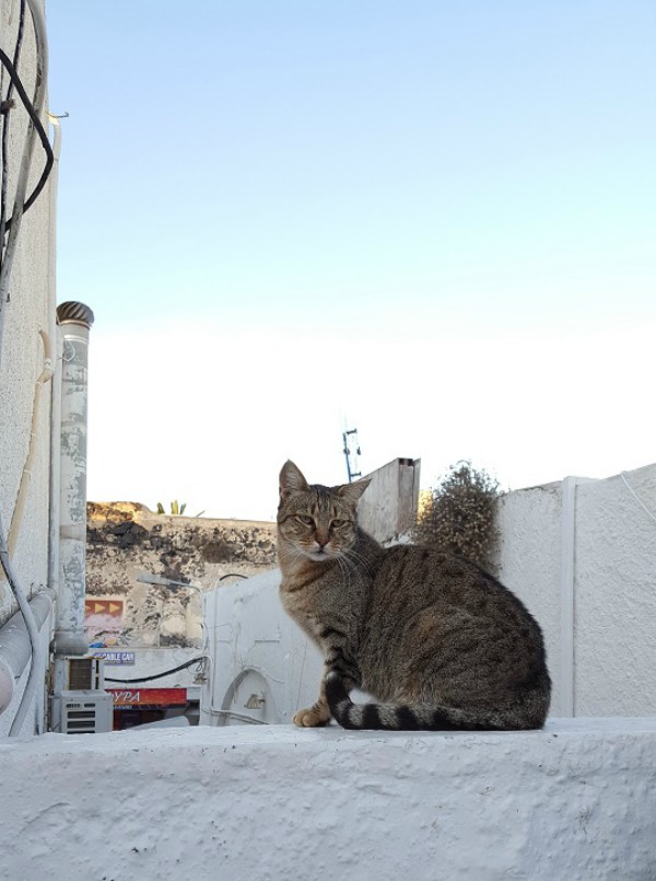 good morning cat