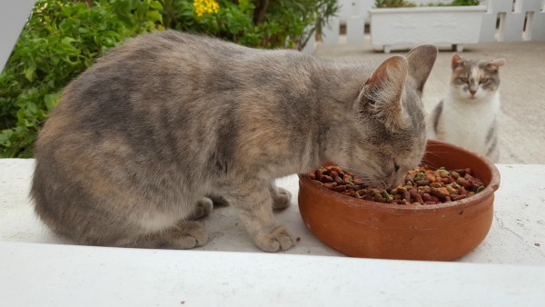 hungry cat eating