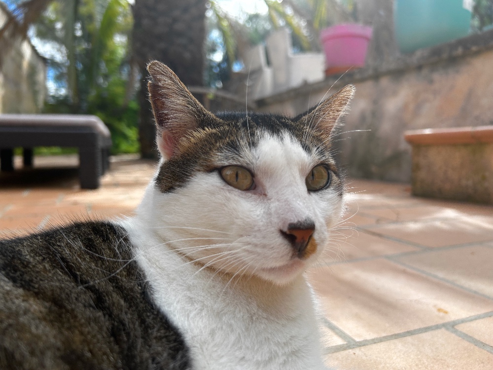 Mallorca Finca Son Jorbo