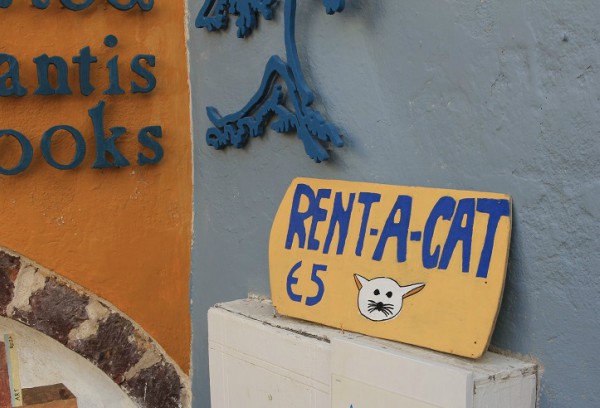 rent-a-cat