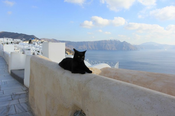 santorini black cat