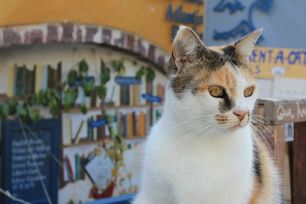 santorini bookstore cat