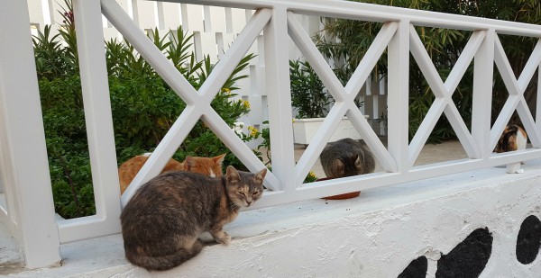 santorini cats