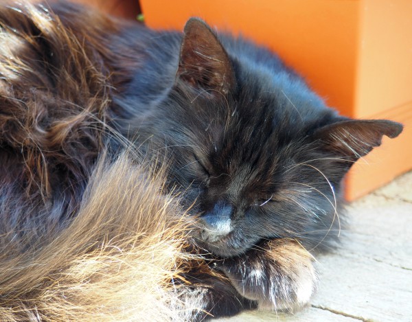 Soller cats