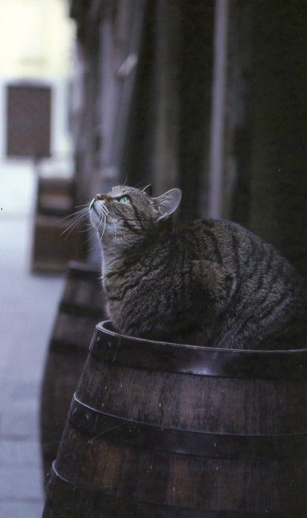 cat photographer italy