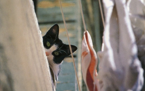 cat photographer